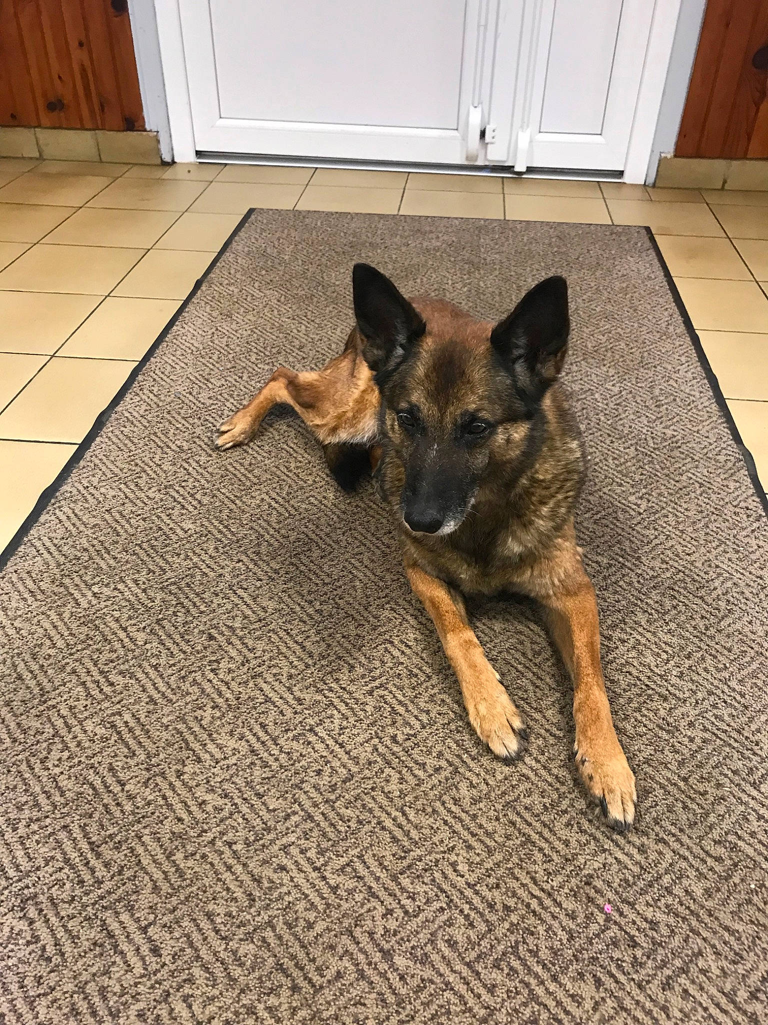 Bucky a rejoint le concours — aidez-le/la à gagner de superbes lots ! belgian_shepherd, belgian_shepherd_malinois, canidae, carnivore, dog, dog_breed, east_european_shepherd, fawn, floor, flooring, german_shepherd_dog, king_shepherd, mammal, old_german_shepherd_dog, puppy, snout, vertebrate, wood, working_dog