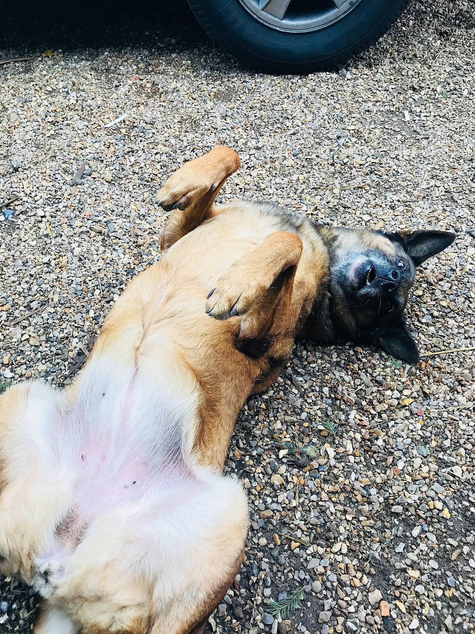 Bucky participe au concours pour gagner de l'argent avec cette photo : canidae, carnivore, dog, dog_breed, fawn, nap, non_sporting_group, paw, pug, puppy, sleep, snout, street_dog, tail