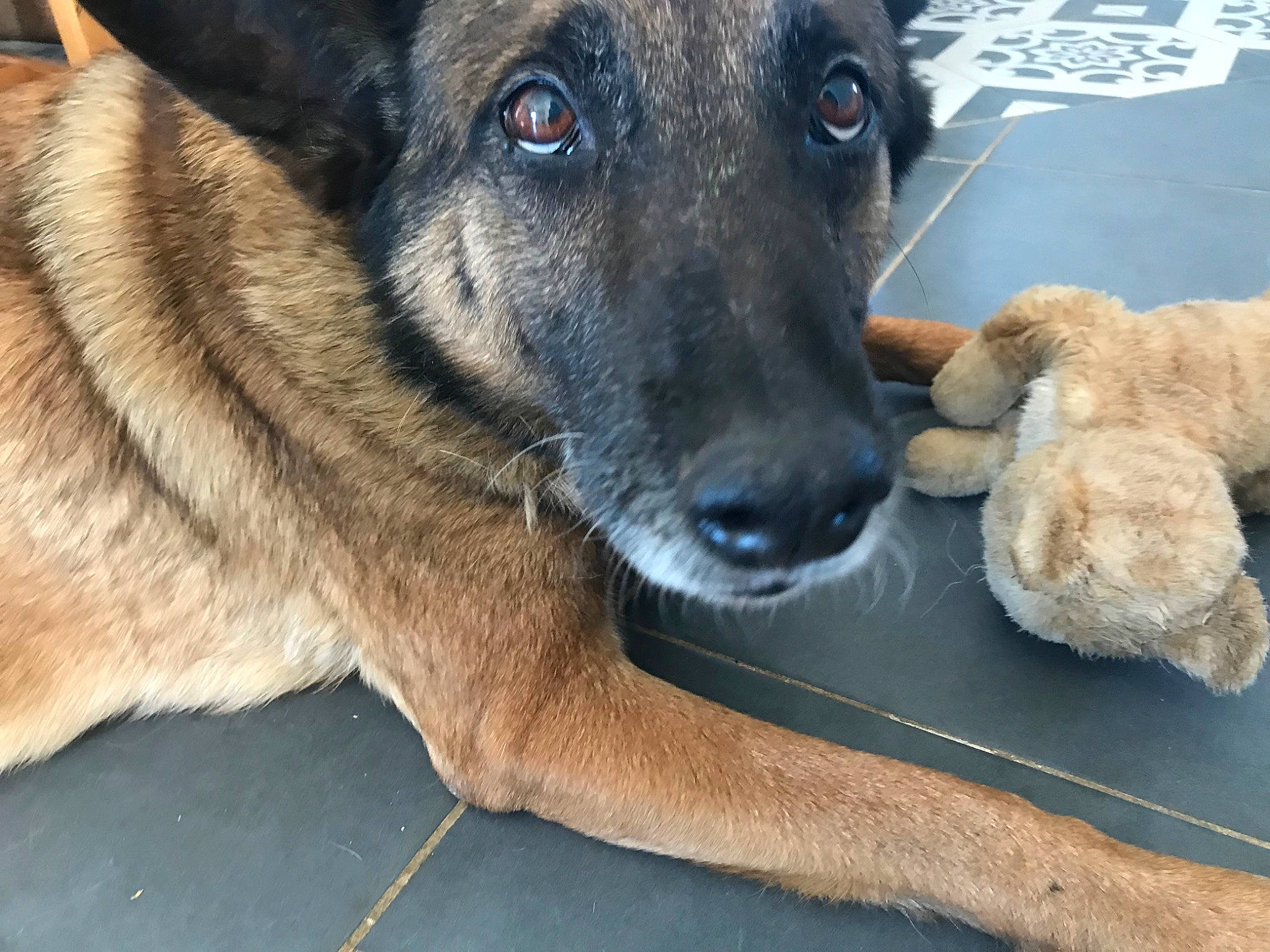 Bucky a rejoint le concours — aidez-le/la à gagner de superbes lots ! belgian_shepherd, belgian_shepherd_malinois, canidae, carnivore, dog, dog_breed, dutch_shepherd_dog, fawn, formosan_mountain_dog, german_shepherd_dog, mammal, rare_breed_dog, snout, street_dog, vertebrate, whiskers