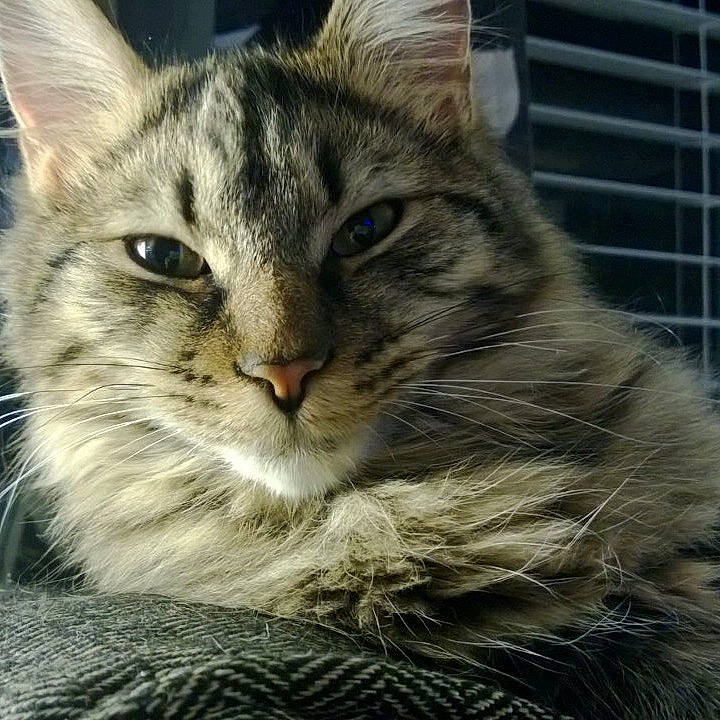 Mr. Fuzz joined the competition — help win amazing prizes! carnivore, cat, claw, domestic_short_haired_cat, felidae, fur, iris, mesh, paw, small_to_medium_sized_cats, snout, terrestrial_animal, tree, whiskers, wildlife, window