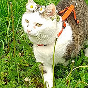 Mitzu participe au concours pour gagner de l'argent avec cette photo : cat, flower_crown, orange_harness, green_grass, wildflowers, outdoor, pet, animal, white_and_tabby, nature, plants, close_up, walking, leafy, summer, cute, exploring, domestic_cat, daylight, garden