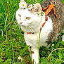 cat, flower_crown, orange_harness, green_grass, wildflowers, outdoor, pet, animal, white_and_tabby, nature, plants, close_up, walking, leafy, summer, cute, exploring, domestic_cat, daylight, garden