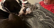 Harley joined the competition — help win amazing prizes! dog, cat, man, pet, pets, cuddling, sleeping, relaxed, blanket, couch, indoors, home, portrait, animal, tabby_cat, black_and_white_dog, human, cozy, companionship, soft_lighting