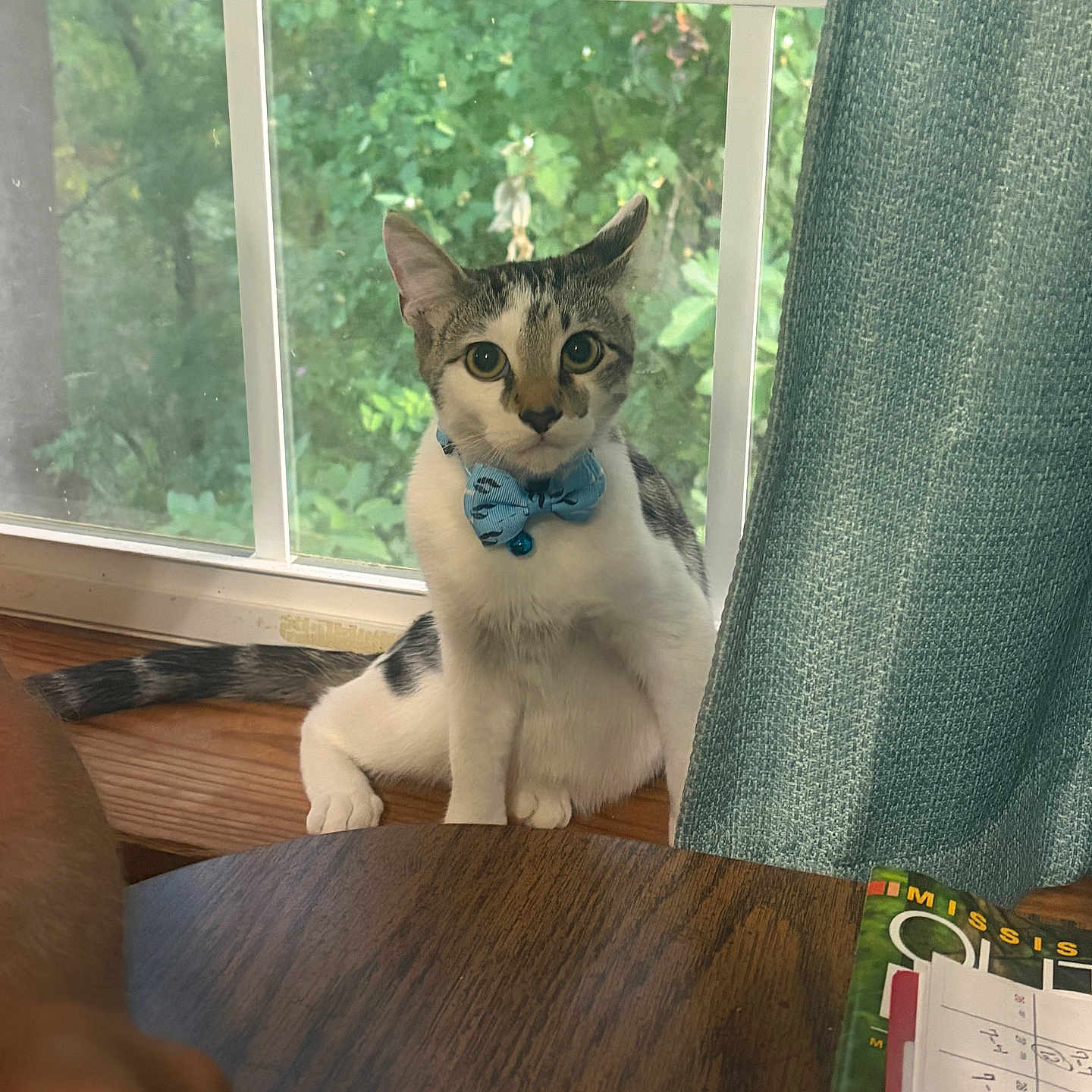 Harley joined the competition — help win amazing prizes! cat, pet, bow_tie, window, indoors, seated, portrait, looking_at_camera, greenery, wooden_floor, chair, table, notebook, blue_accessory, tabby, white_fur, black_fur, alert, cute, home