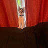 Harley joined the competition — help win amazing prizes! cat, kitten, pet, animal, portrait, indoors, curtains, red_curtains, window, bed, blanket, collar, bell, standing, looking_at_camera, cute, curious, tabby, white_fur, home