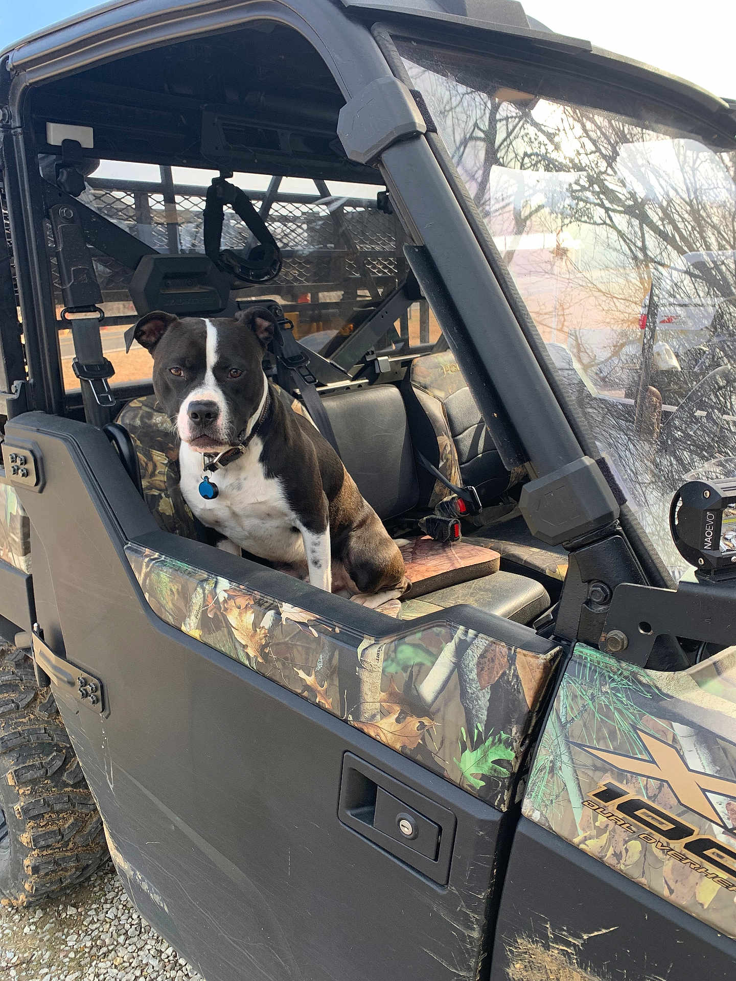 Bourbon joined the competition — help win amazing prizes! dog, vehicle, off_road, camouflage, outdoor, pet, animal, black_and_white, seated, adventure, nature, four_wheeler, transport, side_view, tire, window, seat, collar, daylight, gravel