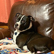 Bourbon is registered to the contest to win money with this photo: dog, black_and_white, pet, indoor, blanket, leather_chair, relaxed, canine, fur, ears, collar, looking, side_eye, comfortable, home, animal, seated, portrait, brown, cozy