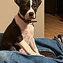 Bourbon is registered to the contest to win money with this photo: puppy, dog, black_and_white, indoor, denim_jacket, collar, floor, sitting, pet, young_dog, curious, brown_collar, wood_floor, furniture, domestic_animal, canine, fur, animal, companion, cute