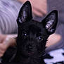 Snow participe au concours pour gagner de l'argent avec cette photo :