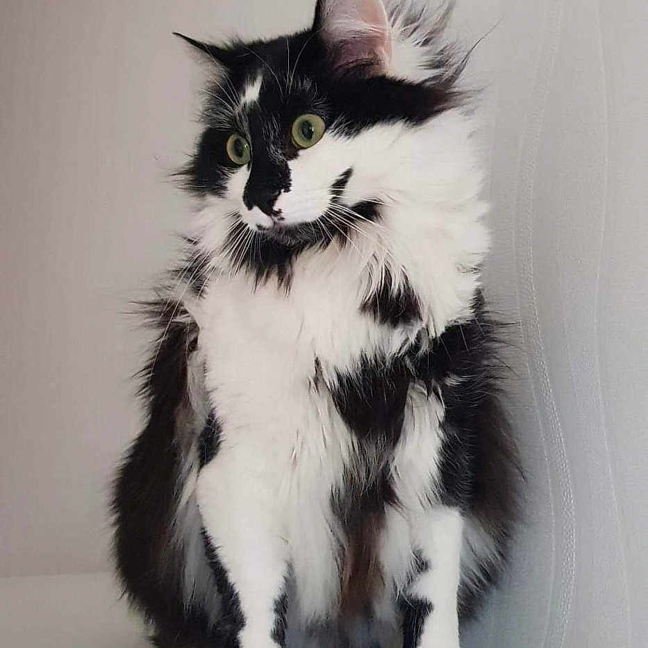 Stitch participe au concours pour gagner de l'argent avec cette photo : animal, black_and_white, cat, cute, domestic_cat, ears, face, feline, fluffy, fur, furry, green_eyes, indoor, looking_away, pet, portrait, side_view, sitting, soft_light, whiskers