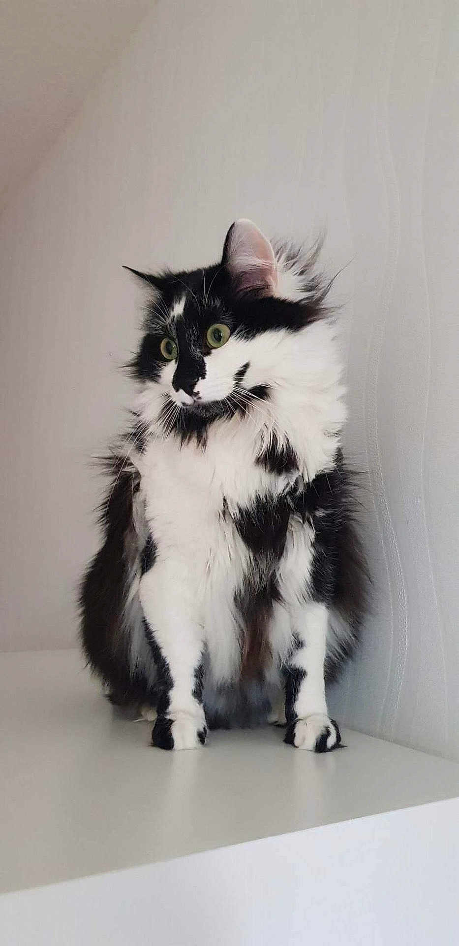 Stitch participe au concours pour gagner de l'argent avec cette photo : cat, black_and_white, fluffy, green_eyes, sitting, indoor, feline, pet, fur, whiskers, ears, face, portrait, animal, cute, domestic_cat, furry, looking_away, side_view, soft_light