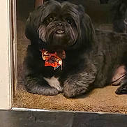 Bosley is registered to the contest to win money with this photo: dog, black_dog, bow_tie, carpet, doorway, pet, indoor, animal, fur, cute, lying_down, home, relaxed, companion, mammal, domestic_animal, portrait, looking_up, floor, cozy