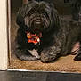dog, black_dog, bow_tie, carpet, doorway, pet, indoor, animal, fur, cute, lying_down, home, relaxed, companion, mammal, domestic_animal, portrait, looking_up, floor, cozy