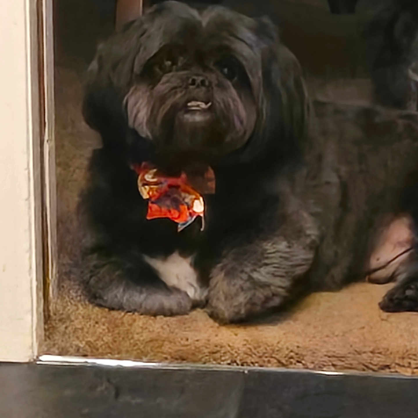 Bosley is registered to the contest to win money with this photo: animal, black_dog, bow_tie, carpet, companion, cozy, cute, dog, domestic_animal, doorway, floor, fur, home, indoor, looking_up, lying_down, mammal, pet, portrait, relaxed