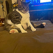 Thunder joined the competition — help win amazing prizes! cat, tabby, white_paws, sitting, brown_blanket, living_room, television, sunflowers, decor, indoor, pet, animal, feline, relaxed, cozy, fur, whiskers, ears, pink_paw_pads, household