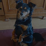 Rocket participe au concours pour gagner de l'argent avec cette photo : dog, sitting, indoor, leather_couch, closed_eyes, wooden_cabinet, black_fur, tan_fur, pet, small_dog, fur, tail, floor, furniture, quiet, calm, resting, house, home, domestic_animal