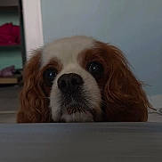 Kenzo participe au concours pour gagner de l'argent avec cette photo : dog, peeking, curious, brown, white, long_ears, indoor, floor, pet, animal, closeup, nostrils, snout, fur, eyes, waiting, cute, companion, portrait, face