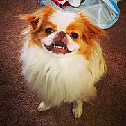 Benny joined the competition — help win amazing prizes!