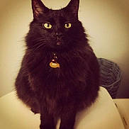 Izzy joined the competition — help win amazing prizes!