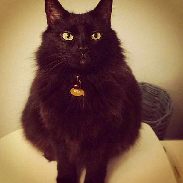 Izzy