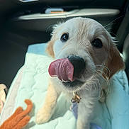 Honey joined the competition — help win amazing prizes! puppy, dog, golden_retriever, licking, cute, pet, indoor, car_interior, blanket, toy, leash, closeup, animal, fur, whiskers, playful, young, face, nose, paw