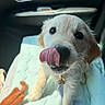 puppy, dog, golden_retriever, licking, cute, pet, indoor, car_interior, blanket, toy, leash, closeup, animal, fur, whiskers, playful, young, face, nose, paw