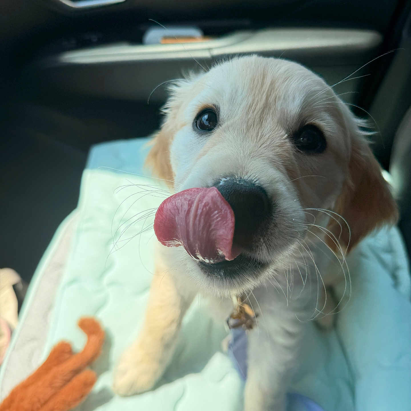 Honey joined the competition — help win amazing prizes! puppy, dog, golden_retriever, licking, cute, pet, indoor, car_interior, blanket, toy, leash, closeup, animal, fur, whiskers, playful, young, face, nose, paw