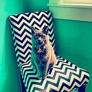 Shadow is registered to the contest to win money with this photo: