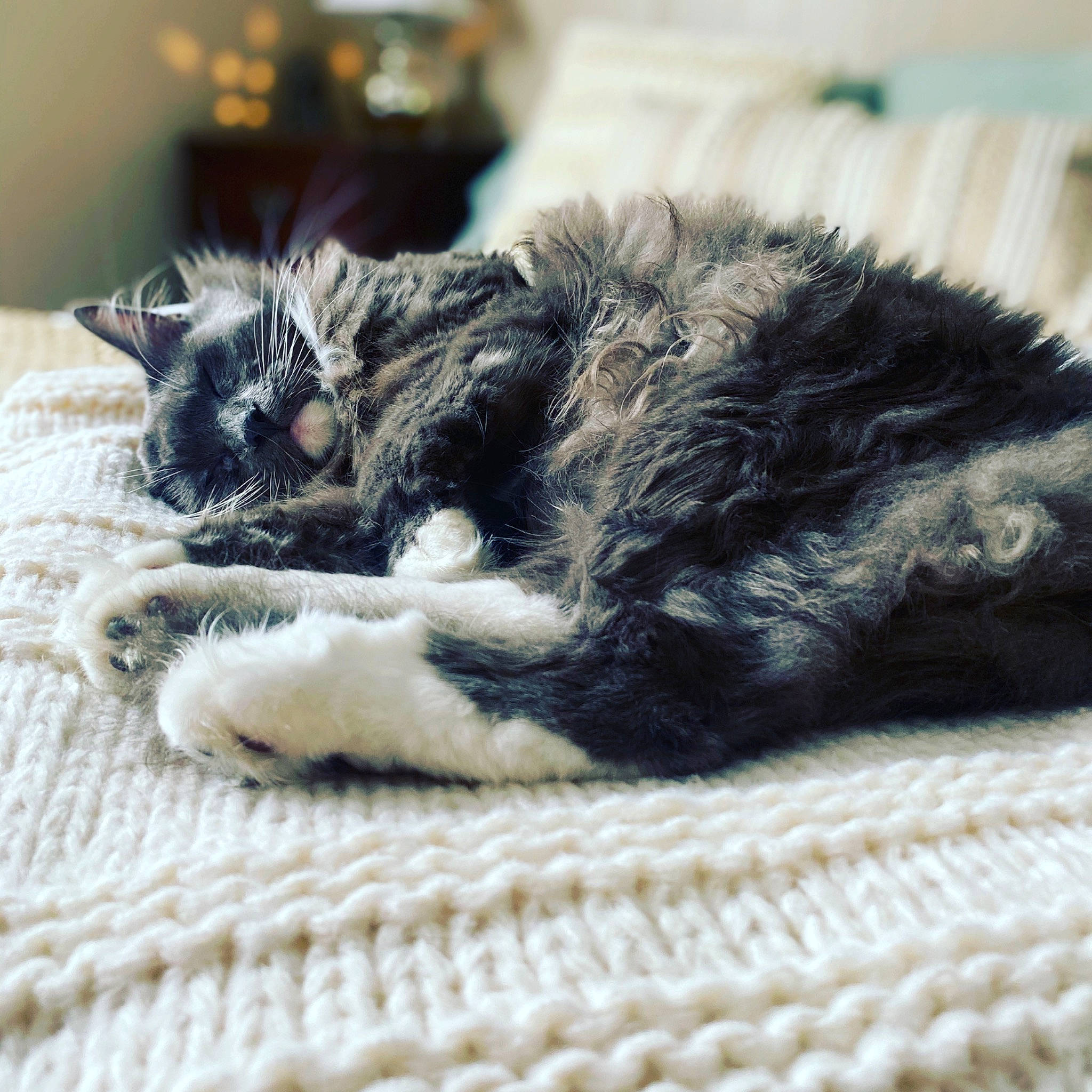 Mr. Grey is registered to the contest to win money with this photo: art, carnivore, cat, claw, comfort, domestic_short_haired_cat, felidae, fur, nap, pattern, paw, small_to_medium_sized_cats, snout, tail, terrestrial_animal, thread, whiskers, wool, woolen, woven_fabric