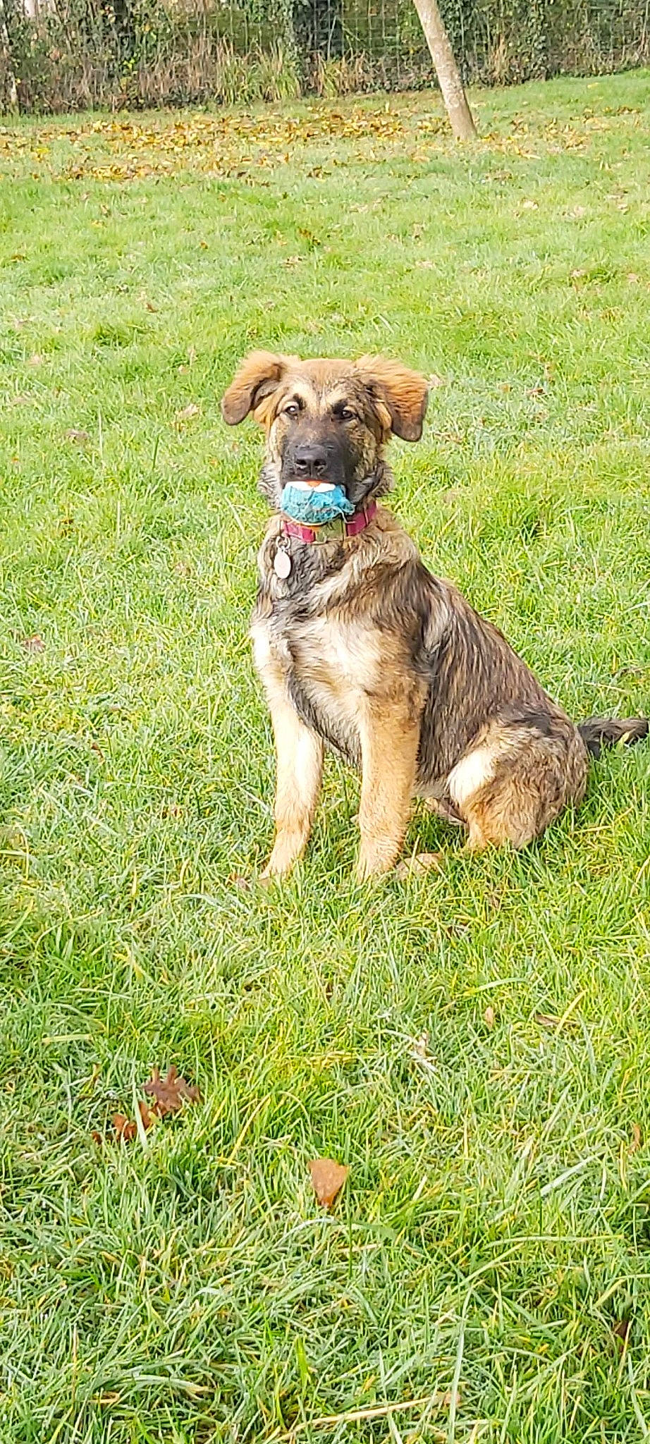 Laïa participe au concours pour gagner de l'argent avec cette photo : canidae, carnivore, collar, companion_dog, dog, dog_breed, dog_collar, fawn, grass, grassland, groundcover, gun_dog, hunting_dog, liver, plant, sporting_group, tail, terrestrial_animal, working_animal