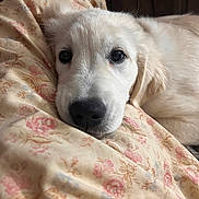 Freya joined the competition — help win amazing prizes! bed, bedding, blanket, close_up, cozy, cute, dog, eyes, face, floral, fluffy, fur, indoors, lying_down, nose, portrait, puppy, relaxed, sleeping, white_dog