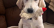 Freya joined the competition — help win amazing prizes! animal, close_up, couch, cute, dark_eyes, dog, floppy_ears, golden_retriever, home, indoors, nose, pet, playful, plush_toy, portrait, puppy, sitting, sofa, toy, white_fur
