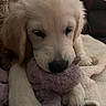Freya is registered to the contest to win money with this photo: animal, blanket, close_up, cozy, cream_colored, cuddling, cute, dog, fluffy, indoors, lying_down, pet, plush_toy, portrait, puppy, purple_toy, relaxed, sleepy, soft, toy