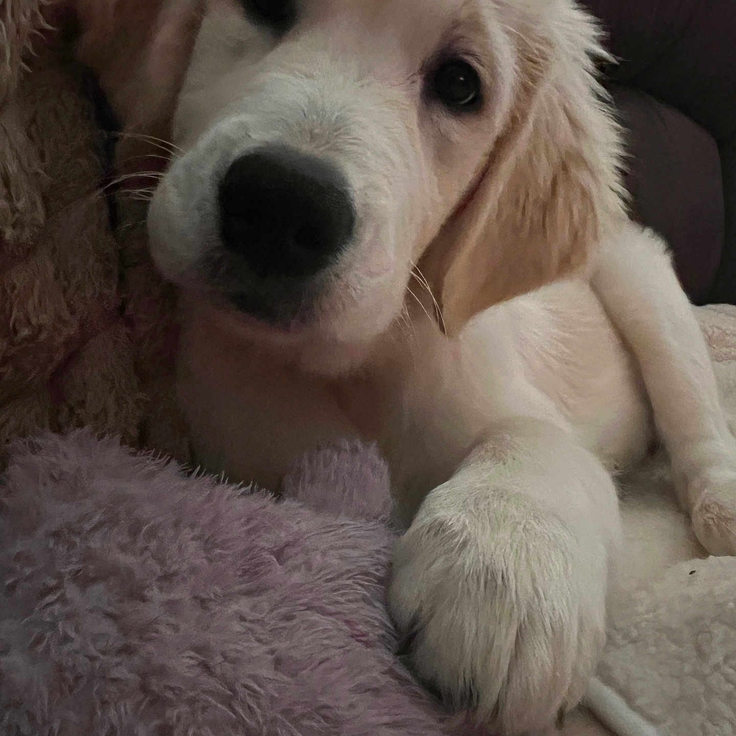 Freya