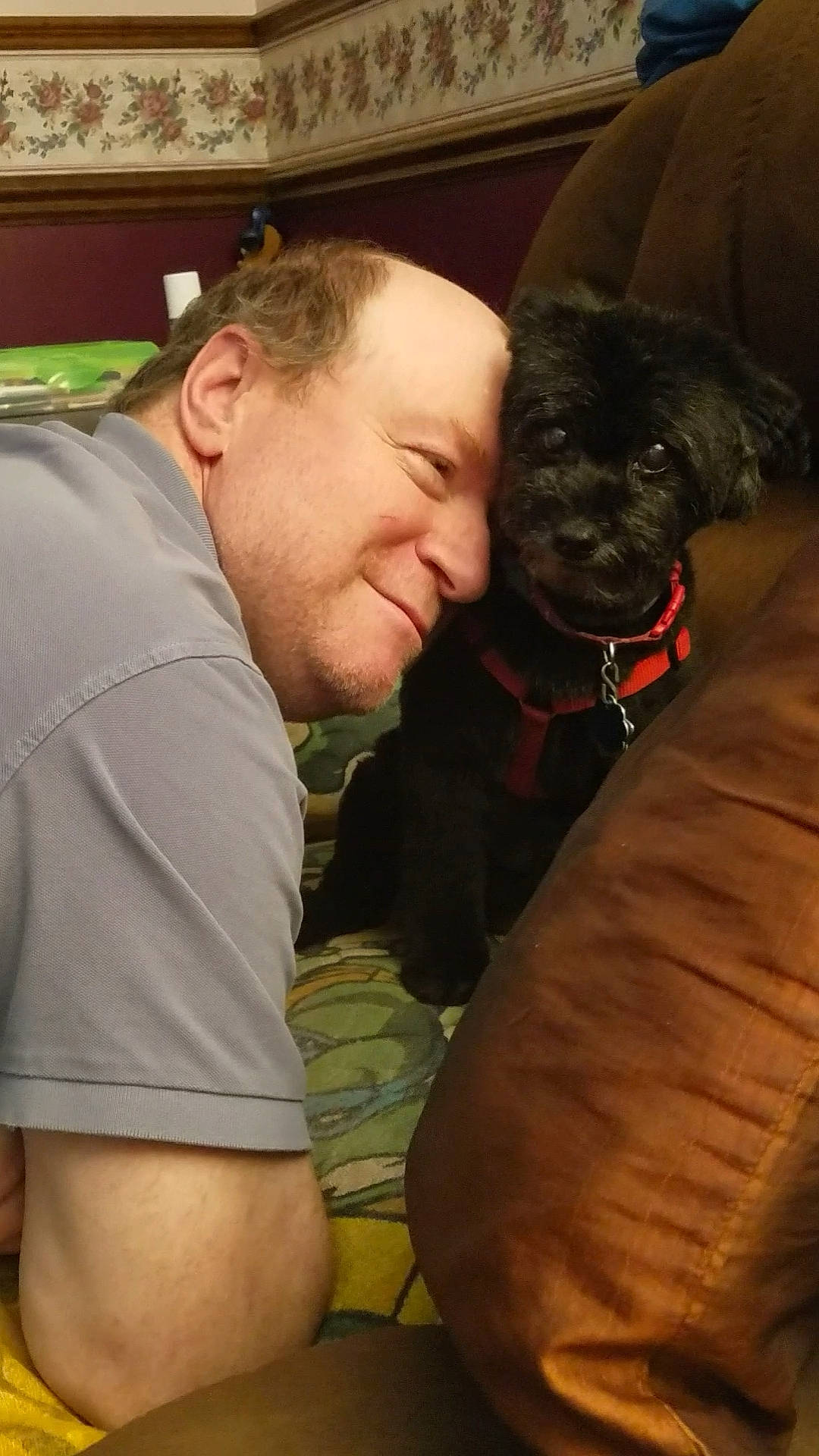 Bailey is registered to the contest to win money with this photo: canidae, carnivore, companion_dog, dog, dog_breed, fawn, interaction, schnoodle, sporting_group