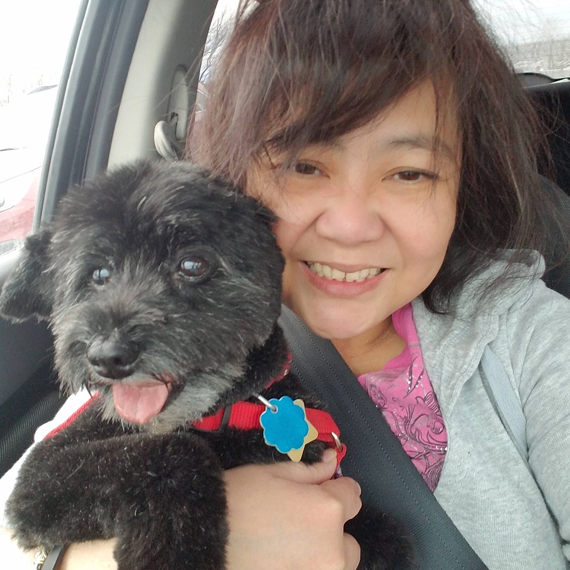 Bailey is registered to the contest to win money with this photo: canidae, carnivore, cockapoo, dog, dog_breed, labradoodle, maltepoo, mammal, puppy, puppy_love, schnoodle, sporting_group, vertebrate