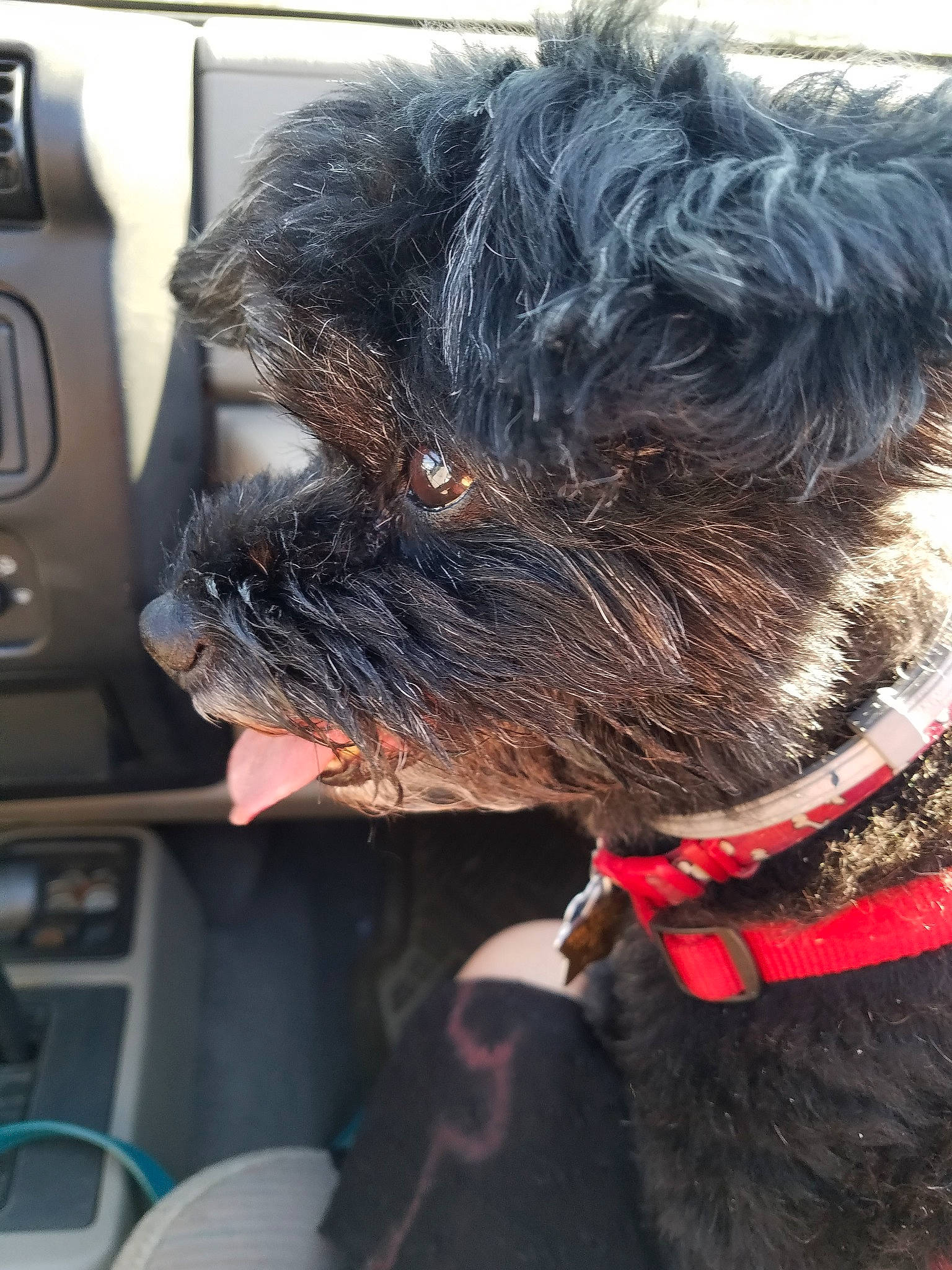 Bailey joined the competition — help win amazing prizes! affenpinscher, bolonka, canidae, carnivore, dog, dog_breed, ear, fur, miniature_schnauzer, portuguese_water_dog, schnoodle, snout, sporting_group, terrier, toy_dog