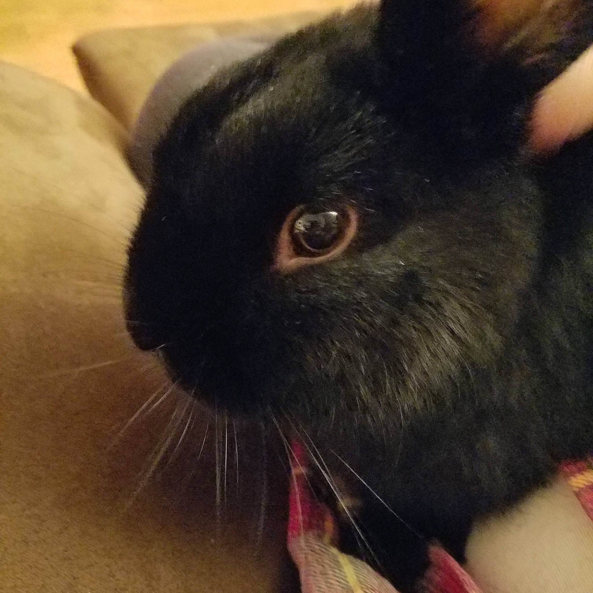 Trixie