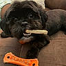 dog, black_dog, small_dog, fluffy, pet, canine, couch, indoor, home, portrait, close_up, biscuit, dog_treat, chew_toy, orange_toy, lying_down, brown_couch, pillow, cute, playful