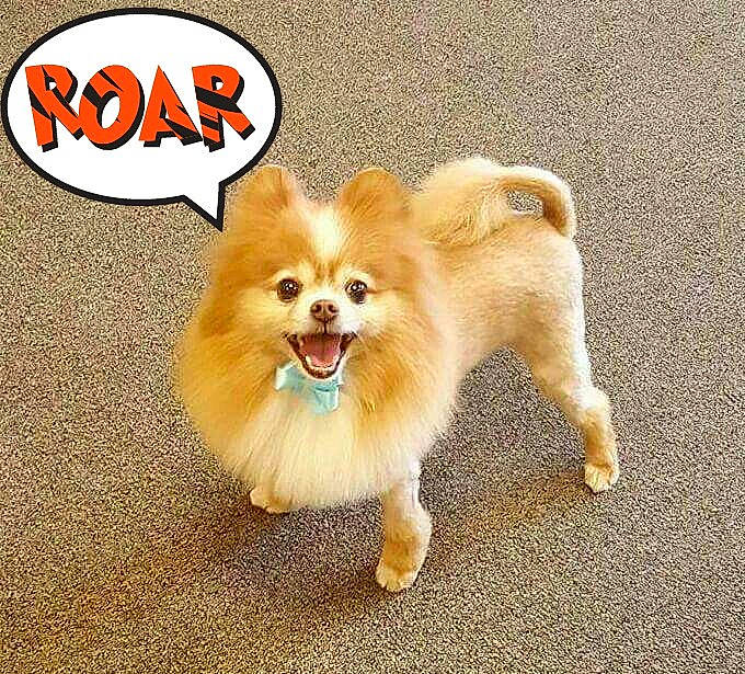 Maxwell is registered to the contest to win money with this photo: ancient_dog_breeds, canidae, carnivore, companion_dog, dog, dog_breed, dog_clothes, fawn, german_spitz, german_spitz_klein, german_spitz_mittel, mammal, non_sporting_group, photo_caption, pomeranian, puppy, spitz, tail, toy_dog, volpino_italiano