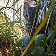 Ellie joined the competition — help win amazing prizes! animal, cat, closeup, curious, domestic_animal, eye_contact, feline, flora, greenery, home, houseplant, indoor, leaf, mammal, nature, pet, plant_pot, sunlight, tabby, window