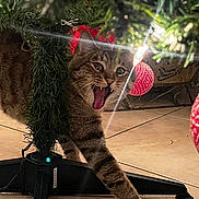 Ash joined the competition — help win amazing prizes! cat, tabby, christmas_tree, ornament, red_ornament, holiday, feline, paw, stretching, yawning, tiled_floor, indoor, decorations, greenery, tree_stand, playful, cute, pet, animal, festive