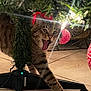 cat, tabby, christmas_tree, ornament, red_ornament, holiday, feline, paw, stretching, yawning, tiled_floor, indoor, decorations, greenery, tree_stand, playful, cute, pet, animal, festive