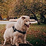 Pongo participe au concours pour gagner de l'argent avec cette photo : dog, white_dog, fluffy, outdoor, autumn, leaves, tree, park, rock, nature, pet, canine, harness, grass, animal, walking, tongue_out, daylight, standing, scenery