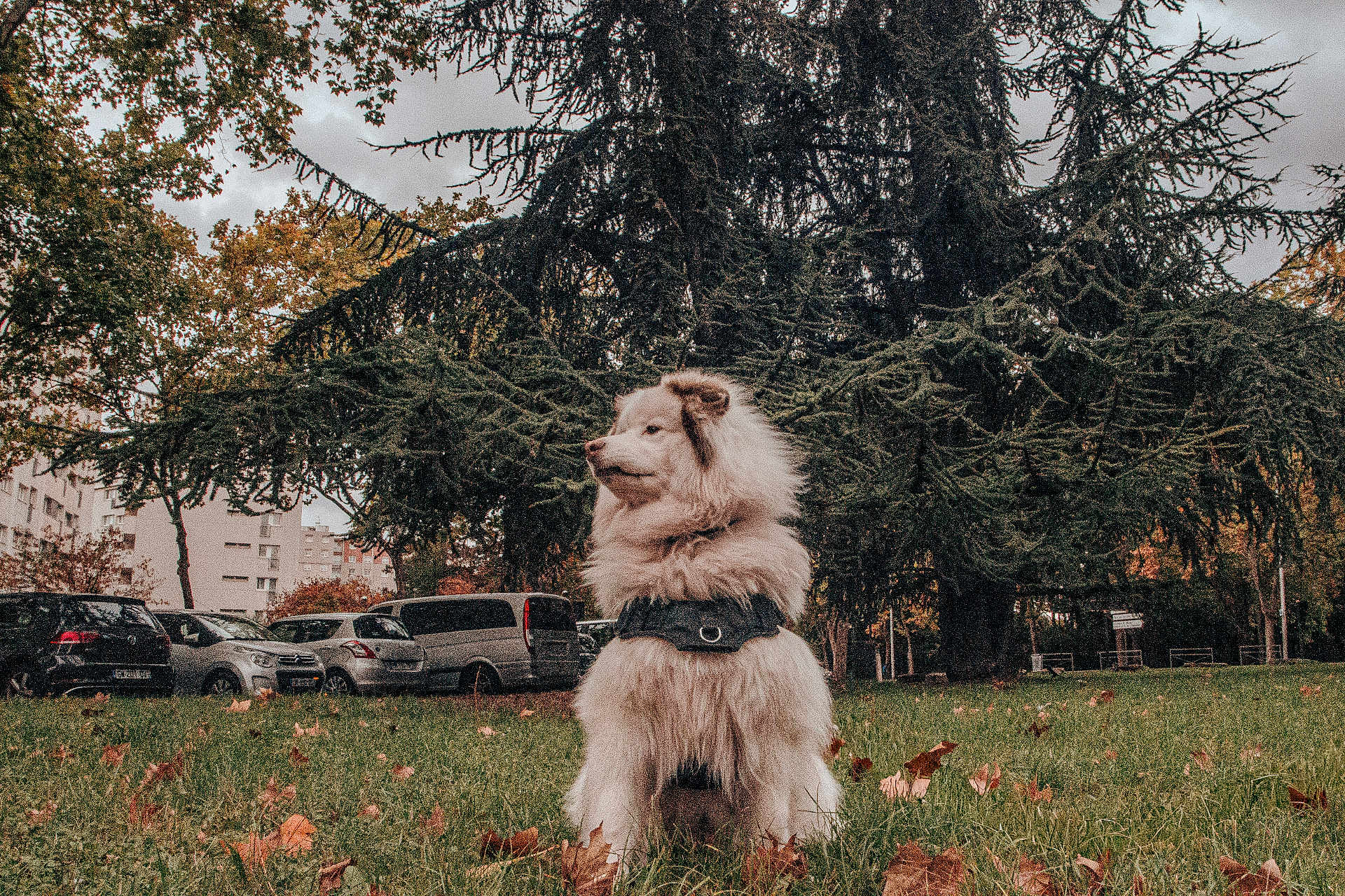 Pongo participe au concours pour gagner de l'argent avec cette photo : dog, fluffy_dog, grass, autumn_leaves, tree, evergreen_tree, park, outdoor, canine, nature, cloudy_sky, vehicle, car, van, fall, leaf, pet, animal, sitting, urban
