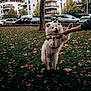 Pongo participe au concours pour gagner de l'argent avec cette photo : dog, park, grass, stick, person, autumn, leaves, jumping, play, pet, outdoor, tree, urban, daytime, canine, happiness, fun, nature, animal, active