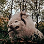 dog, white_dog, fluffy, grass, stick, chewing, outdoor, trees, fence, nature, pet, animal, playful, daylight, muzzle, ears, leaves, garden, canine, fun