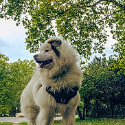 Pongo a rejoint le concours — aidez-le/la à gagner de superbes lots ! dog, fluffy, outdoor, park, greenery, tree, leaves, nature, canopy, grass, pet, animal, walking, harness, happy, tongue_out, daytime, scenic, mammal, summer