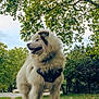 dog, fluffy, outdoor, park, greenery, tree, leaves, nature, canopy, grass, pet, animal, walking, harness, happy, tongue_out, daytime, scenic, mammal, summer