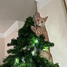 Mindy is registered to the contest to win money with this photo: cat, ginger_cat, christmas_tree, holiday, festive, pet, animal, kitten, greenery, lights, ornaments, indoors, home, portrait, curious, sitting, tree_climbing, fur, whiskers, playful